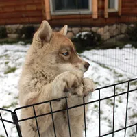 AKC Red Boy Nik - Blue Eyes, a male Siberian Husky for sale in Evans, WA – Photo 4 of 10