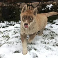 AKC Red Boy Nik - Blue Eyes, a male Siberian Husky for sale in Evans, WA – Photo 7 of 10