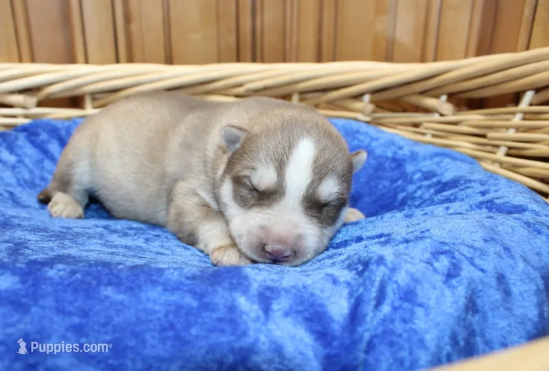 AKC Narik Red and White with Blue Eyes Male – Siberian Husky puppy for sale in Evans, WA