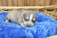 AKC Narik Red and White with Blue Eyes Male, a male Siberian Husky for sale in Evans, WA – 1 of 7