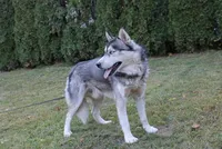 AKC Lesja Grey Blue Eyes Girl, a female Siberian Husky for sale in Evans, WA – Photo 10 of 10