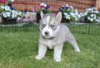 AKC Lesja Grey Blue Eyes Girl, a female Siberian Husky for sale in Evans, WA – Photo 8 of 10