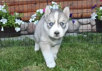 AKC Lesja Grey Blue Eyes Girl, a female Siberian Husky for sale in Evans, WA – Photo 4 of 10