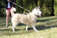 AKC Lesja Grey Blue Eyes Girl, a female Siberian Husky for sale in Evans, WA – Photo 9 of 10