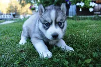 AKC Lesja Grey Blue Eyes Girl, a female Siberian Husky for sale in Evans, WA – Photo 2 of 10