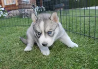 AKC Lesja Grey Blue Eyes Girl, a female Siberian Husky for sale in Evans, WA – Photo 5 of 10