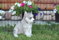 AKC Lesja Grey Blue Eyes Girl, a female Siberian Husky for sale in Evans, WA – Photo 3 of 10