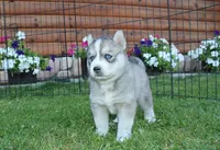 AKC Lesja Grey Blue Eyes Girl, a female Siberian Husky for sale in Evans, WA – Photo 6 of 10