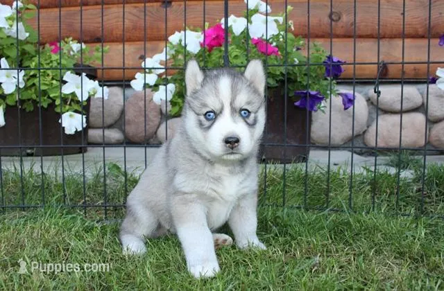 AKC Lesja Grey Blue Eyes Girl