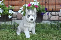 AKC Lesja Grey Blue Eyes Girl, a female Siberian Husky for sale in Evans, WA – Photo 1 of 10