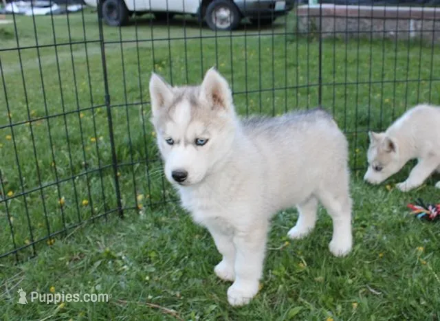 AKC Baron - Grey Blue Eyes boy