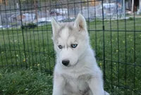 AKC Baron - Grey Blue Eyes boy, a male Siberian Husky for sale in Evans, WA – Photo 2 of 10