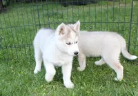 AKC Baron - Grey Blue Eyes boy, a male Siberian Husky for sale in Evans, WA – Photo 3 of 10