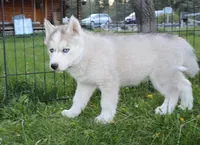AKC Baron - Grey Blue Eyes boy, a male Siberian Husky for sale in Evans, WA – Photo 8 of 10