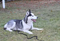 AKC Baron - Grey Blue Eyes boy, a male Siberian Husky for sale in Evans, WA – Photo 9 of 10