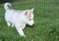 AKC Baron - Grey Blue Eyes boy, a male Siberian Husky for sale in Evans, WA – Photo 4 of 10