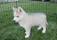 AKC Baron - Grey Blue Eyes boy, a male Siberian Husky for sale in Evans, WA – Photo 6 of 10