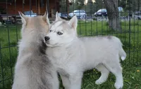 AKC Baron - Grey Blue Eyes boy, a male Siberian Husky for sale in Evans, WA – Photo 7 of 10
