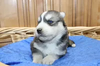 AKC Alik Grey Husky with Blue Eyes, a male Siberian Husky for sale in Evans, WA – 5 of 6