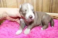 AKC Nana - Red Girl, a female Siberian Husky for sale in Evans, WA – Photo 2 of 10