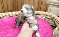 AKC Nana - Red Girl, a female Siberian Husky for sale in Evans, WA – Photo 3 of 10