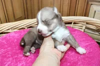 AKC Nana - Red Girl, a female Siberian Husky for sale in Evans, WA – Photo 5 of 10