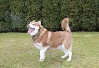 AKC Nana - Red Girl, a female Siberian Husky for sale in Evans, WA – Photo 10 of 10