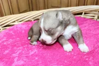 AKC Nana - Red Girl, a female Siberian Husky for sale in Evans, WA – Photo 6 of 10