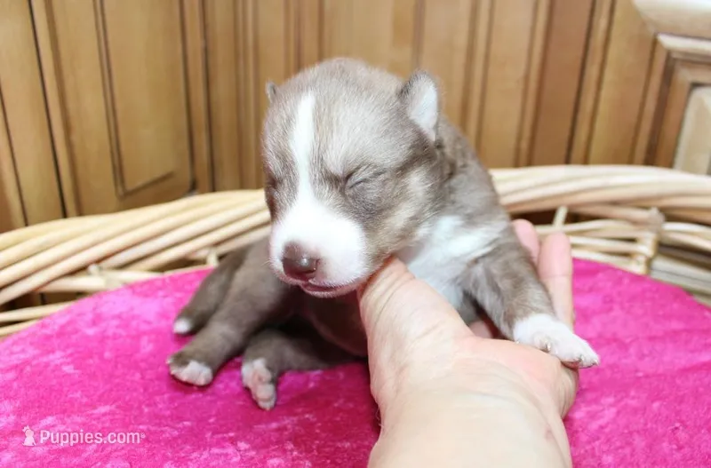 AKC Nana - Red Girl, a female Siberian Husky for sale in Evans, WA – Photo 1 of 10
