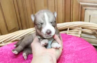 AKC Nana - Red Girl, a female Siberian Husky for sale in Evans, WA – Photo 4 of 10