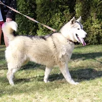 AKC Luran Boy - Blue Eyes, a male Siberian Husky for sale in Evans, WA – Photo 10 of 10