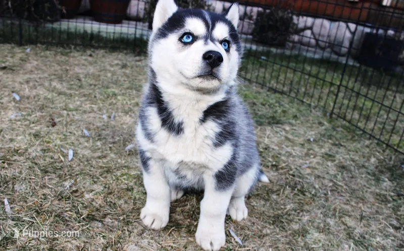 AKC Luran Boy - Blue Eyes