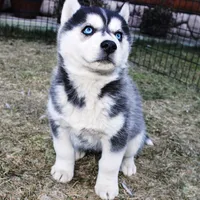 AKC Luran Boy - Blue Eyes, a male Siberian Husky for sale in Evans, WA – Photo 1 of 10