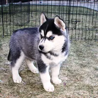 AKC Luran Boy - Blue Eyes, a male Siberian Husky for sale in Evans, WA – Photo 2 of 10