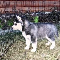 AKC Luran Boy - Blue Eyes, a male Siberian Husky for sale in Evans, WA – Photo 8 of 10