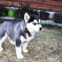 AKC Luran Boy - Blue Eyes, a male Siberian Husky for sale in Evans, WA – Photo 4 of 10