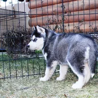 AKC Luran Boy - Blue Eyes, a male Siberian Husky for sale in Evans, WA – Photo 7 of 10