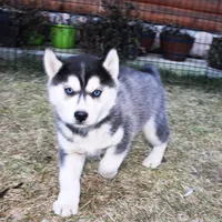 AKC Luran Boy - Blue Eyes, a male Siberian Husky for sale in Evans, WA – Photo 6 of 10