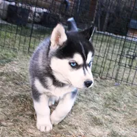 AKC Luran Boy - Blue Eyes, a male Siberian Husky for sale in Evans, WA – Photo 5 of 10
