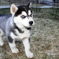 AKC Luran Boy - Blue Eyes, a male Siberian Husky for sale in Evans, WA – Photo 3 of 10