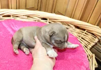 AKC Nana Red female Husky with Blue Eyes, a female Siberian Husky for sale in Evans, WA – 4 of 8