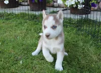 AKC Algir - Red Blue Eyes Boy, a male Siberian Husky for sale in Evans, WA – Photo 4 of 10