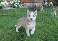 AKC Algir - Red Blue Eyes Boy, a male Siberian Husky for sale in Evans, WA – Photo 3 of 10