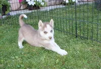 AKC Algir - Red Blue Eyes Boy, a male Siberian Husky for sale in Evans, WA – Photo 8 of 10