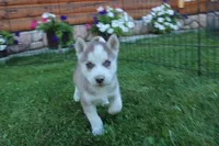 AKC Algir - Red Blue Eyes Boy, a male Siberian Husky for sale in Evans, WA – Photo 5 of 10