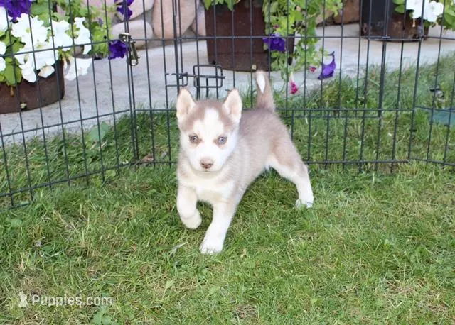 AKC Algir - Red Blue Eyes Boy