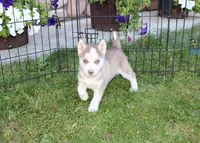 AKC Algir - Red Blue Eyes Boy, a male Siberian Husky for sale in Evans, WA – Photo 1 of 10