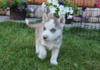 AKC Algir - Red Blue Eyes Boy, a male Siberian Husky for sale in Evans, WA – Photo 6 of 10