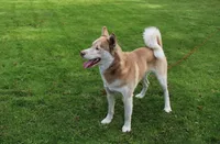 AKC Algir - Red Blue Eyes Boy, a male Siberian Husky for sale in Evans, WA – Photo 10 of 10