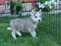 AKC Algir - Red Blue Eyes Boy, a male Siberian Husky for sale in Evans, WA – Photo 2 of 10